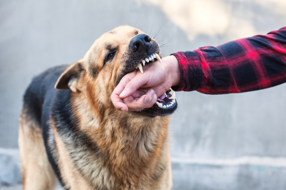 dog bite