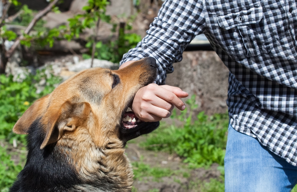 Dog bites