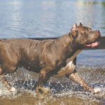 Dog Breed Restrictions in West Virginia: A Comprehensive Guide