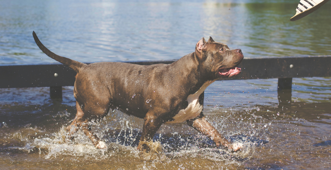 Dog Breed Restrictions in West Virginia: A Comprehensive Guide