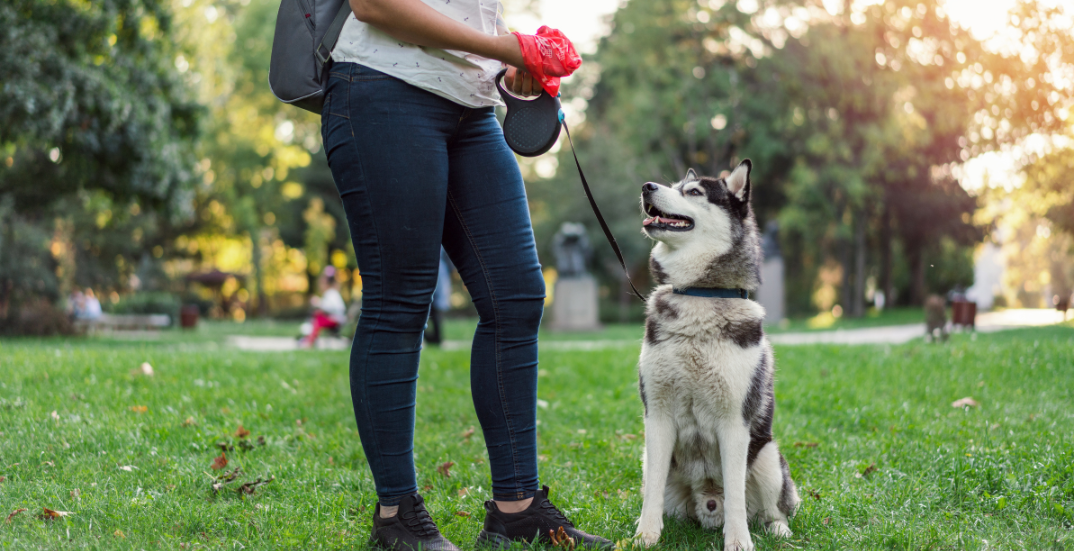 Responsible Dog Ownership in West Virginia
