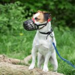 Dog Breed Restrictions