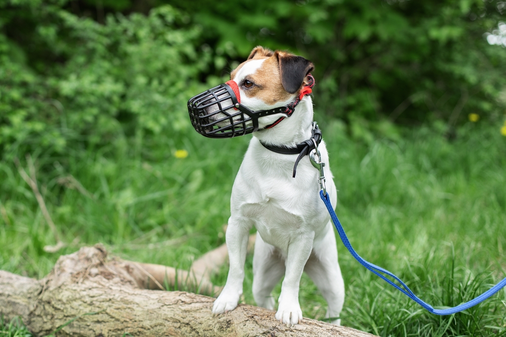 Dog Breed Restrictions