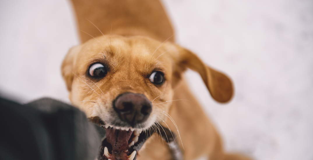 WV dog bite statistics - manchin injury law