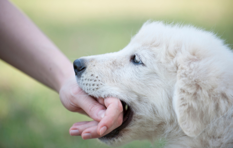 Common Injuries In Martinsburg Dog Bite Cases