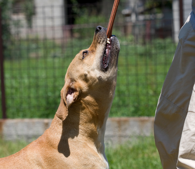 Dog bite case investigation