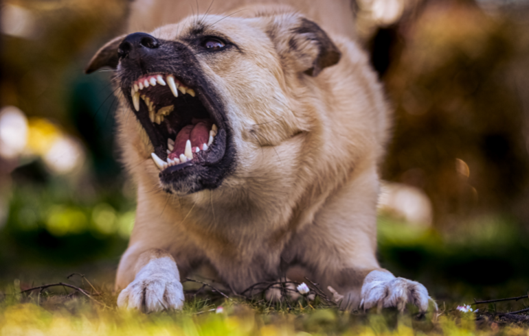 Fairmont Dog Bite Lawyer