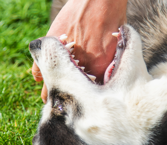 West Virginia dog bite law info - manchin injury law
